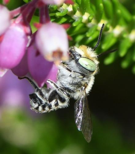 Megachile pilidens